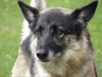 Chien d'adoption Chien d'adoption